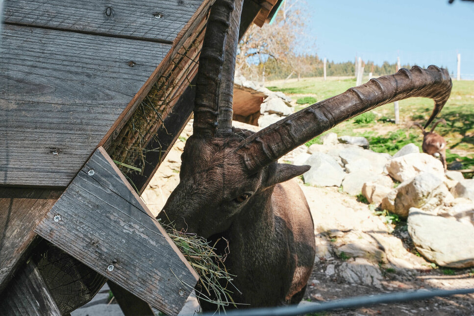 Wildpark Aurach ein Steinbock beim fressen