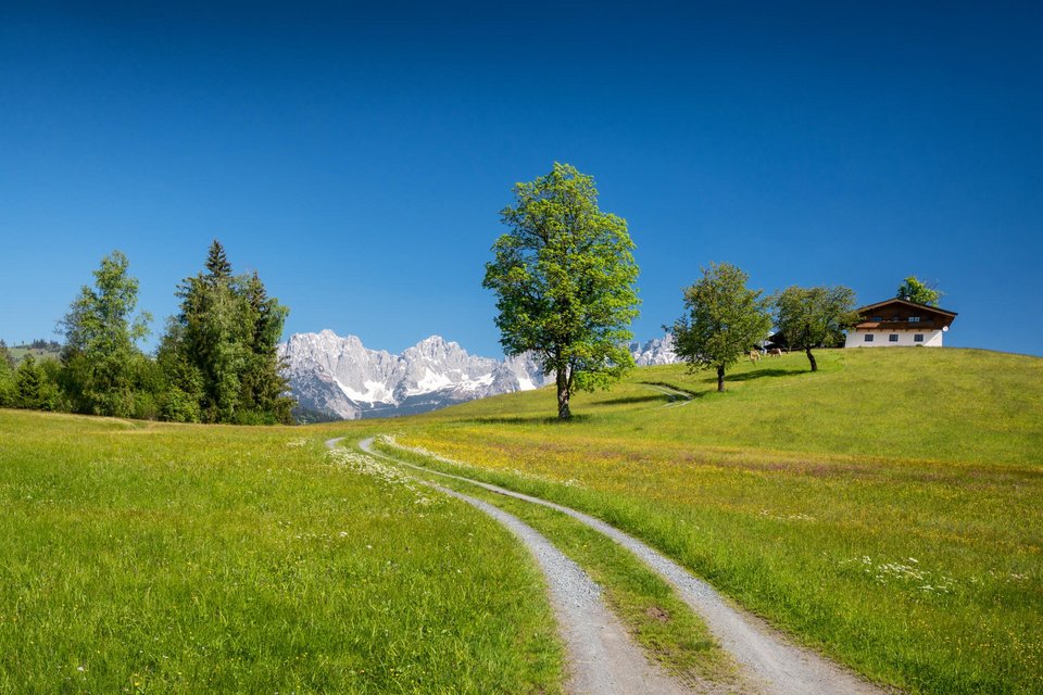 Bergwiese mit Weg