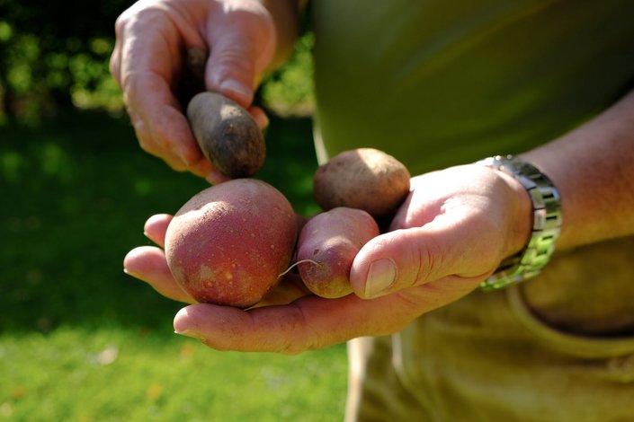 Kartoffeln in der Hand