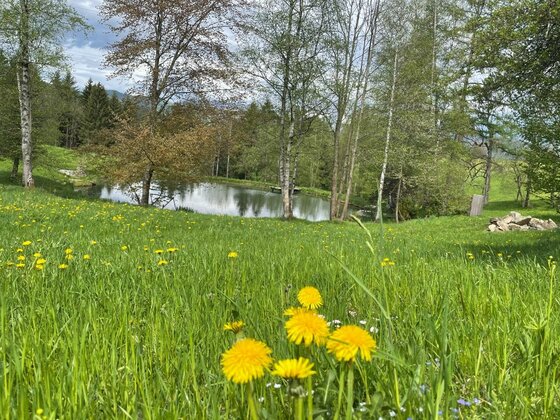 Wiese am Bauernhaus-Museumsweg Wiese mit gelbem Löwenzahn im Vordergrund, dahinter ein kleiner Teich und Bäume.