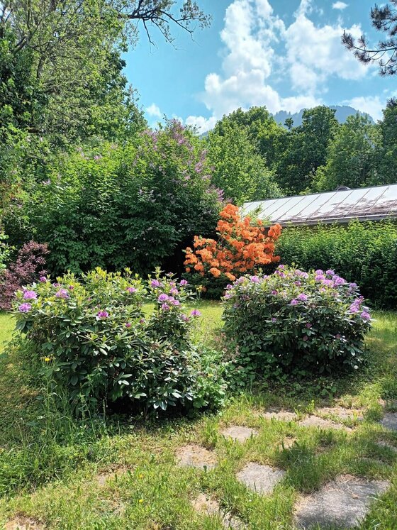 Garten der Stadtvilla Gretl Garten mit blühenden lila und orangefarbenen Sträuchern vor Bäumen und einem Hausdach.