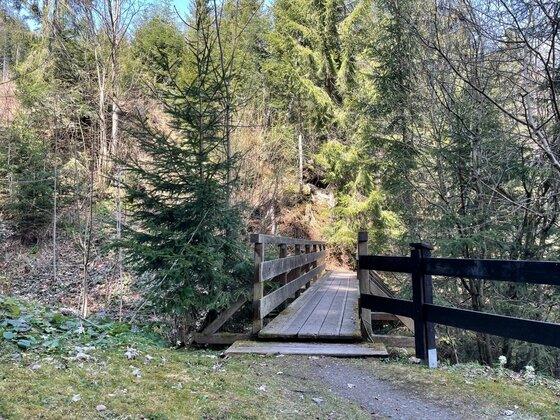 Schmale Holzbrücke führt über einen Graben in einen Nadelwald.