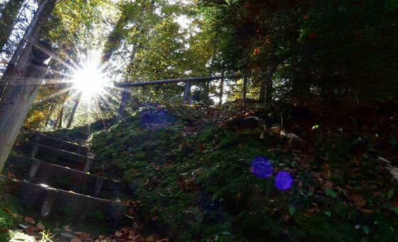 Waldtreppe am Höhenweg Reith Holztreppe auf einem Waldweg mit Sonnenstrahlen zwischen den Bäumen und lila Blumen im Vordergrund.