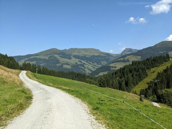 Ein geschotterter Wanderweg führt durch grüne Almwiesen mit Blick auf bewaldete Berge unter blauem Himmel.