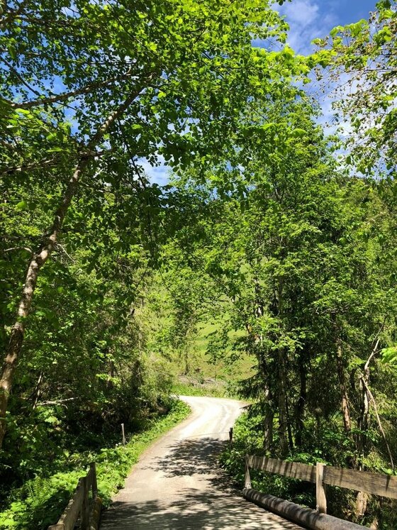Forstweg im Pletzergraben Ein geschotterter Forstweg führt durch einen dichten Laubwald über eine kleine Holzbrücke.