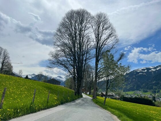 Bauernhaus-Museumsweg im Frühling Asphaltierter Weg zwischen grünen Wiesen mit hohen, blattlosen Bäumen vor schneebedeckten Bergen.