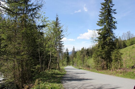 Asphaltierter Weg führt durch einen Nadelwald unter blauem Himmel.