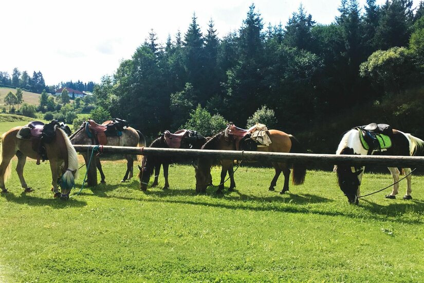 Fünf gesattelte Pferde grasen an einem Holzbalken auf einer grünen Wiese vor einem Waldrand.