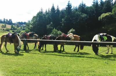 Pferde an der Koppel Fünf gesattelte Pferde grasen an einem Holzbalken auf einer grünen Wiese vor einem Waldrand.
