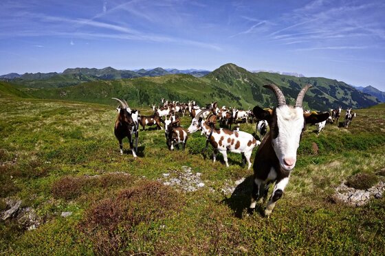 Ziegenherde auf der Alm Eine Herde braun-weiß gefleckter Ziegen auf einer grünen Bergwiese vor alpinem Panorama.