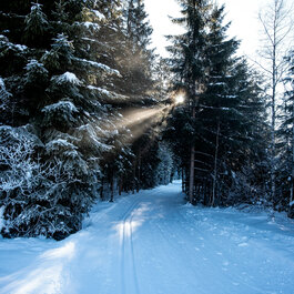 On the cross-country ski trail in Kitzbühel, a snow-covered path winds through a forest of tall fir trees, with rays of sunshine filtering through the trees.