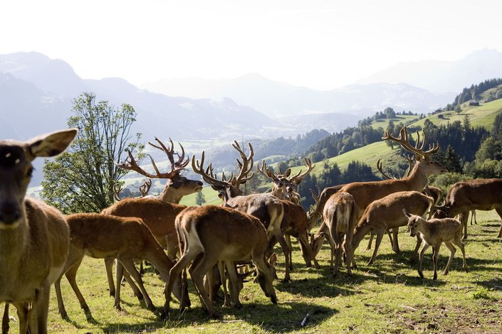 Rehe und Hirsche auf einer Bergwiese