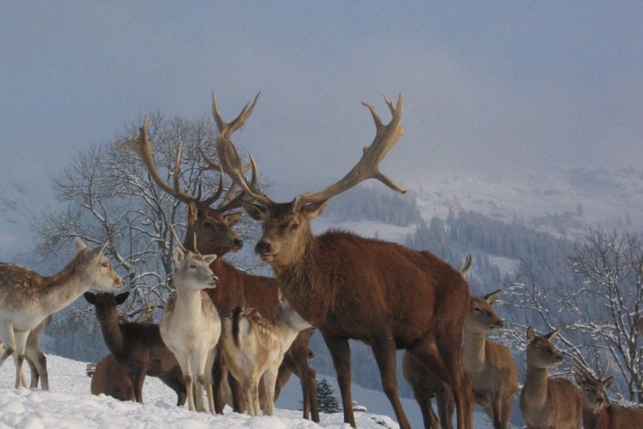 Deer and roe deer in the snow in the game park Aurach
