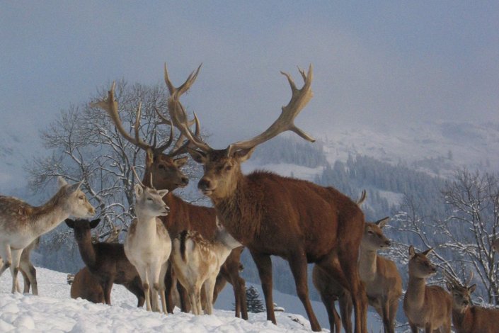 Rehe und Hirsche im Schnee im Wildpark Aurach