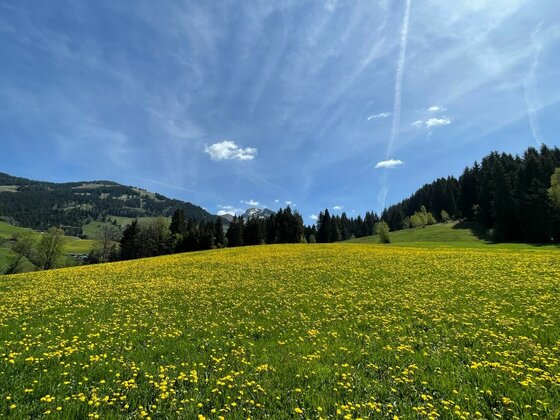 Eine grüne Wiese mit vielen gelben Blumen vor einem Nadelwald und Bergen unter blauem Himmel.