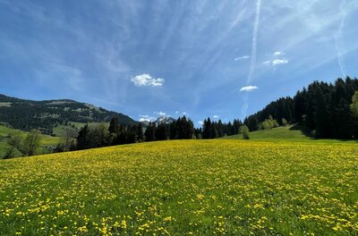 Wiese bei der Kelchalm Eine grüne Wiese mit vielen gelben Blumen vor einem Nadelwald und Bergen unter blauem Himmel.