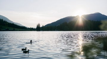 Schwarzsee and ducks