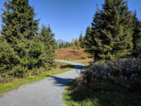 Ein geschotterter Wanderweg führt durch einen Nadelwald mit Blick auf einen fernen Berggipfel.