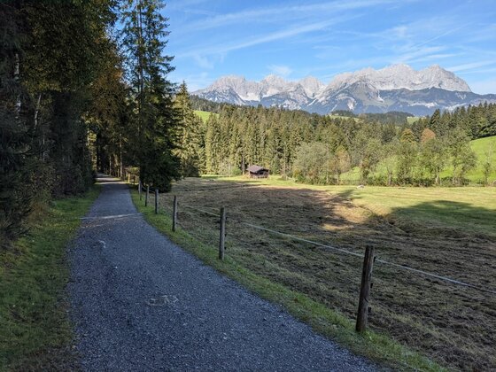 Wanderweg im Bichlach Ein geschotterter Wanderweg führt an einer Wiese vorbei auf ein bewaldetes Gebirge mit felsigen Gipfeln zu.