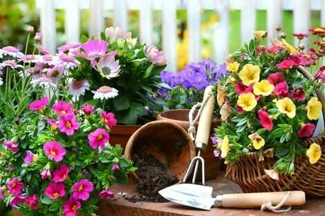 Gartenbau Schranzhofer Bunte Blumen in Töpfen und einem Korb neben Gartenwerkzeugen auf einem Holztisch.