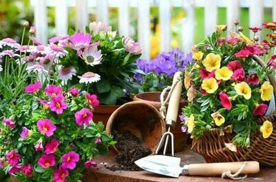 Gartenbau Schranzhofer Bunte Blumen in Töpfen und einem Korb neben Gartenwerkzeugen auf einem Holztisch.