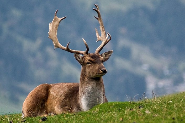 Hirsch liegt in Bergwiese