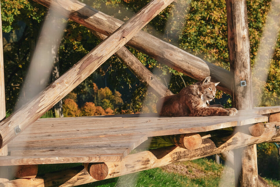 A lynx basks in the sun - Aurach Wildlife Park in Kitzbühel
