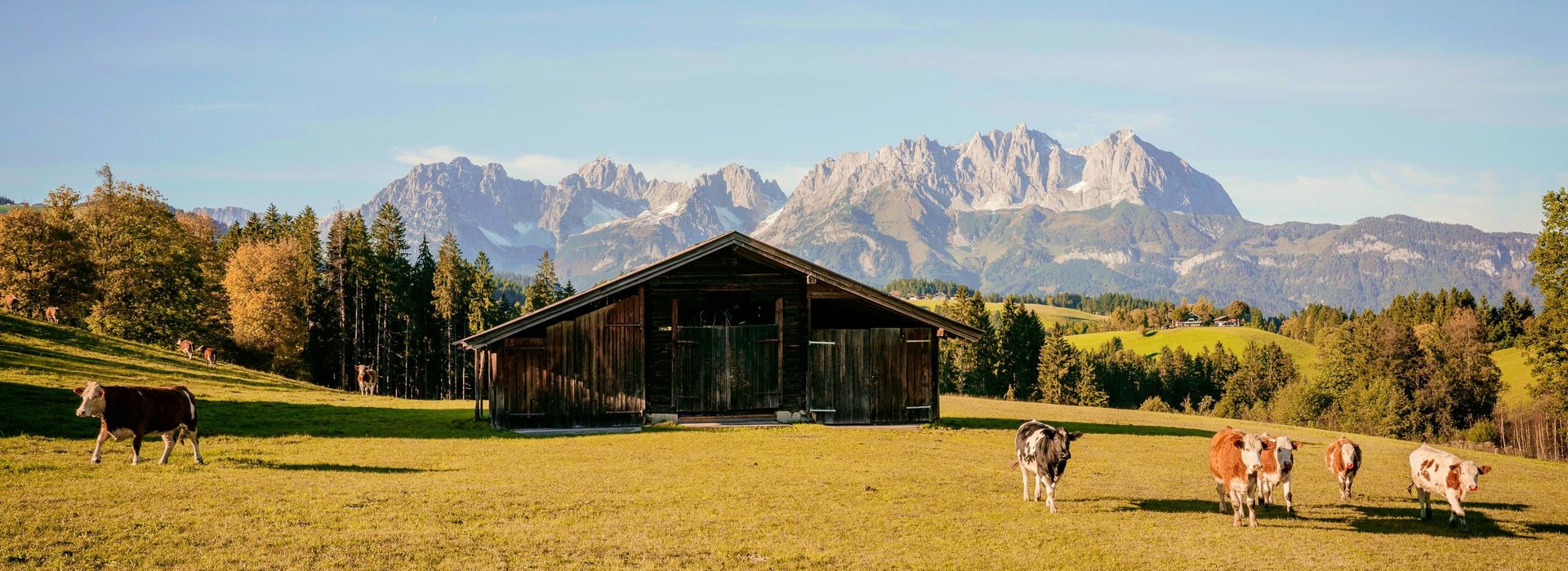 Eine Hütte auf einer Wiese mit Kühen vor einem Berghintergrund