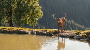 Animal at the water