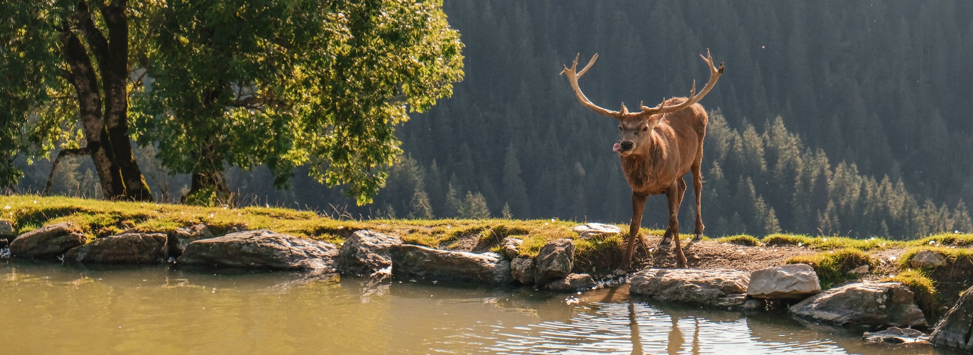 Local Hero Wildpark Aurach