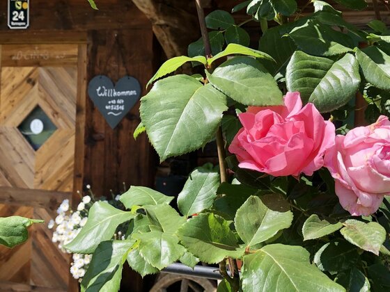 Rosa Rose am Hütteneingang Nahaufnahme einer rosa Rose vor einer Holzhütte mit Willkommensschild.