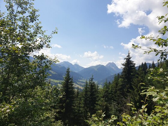 Aussicht von der Kobingerhütte Blick durch Nadelbäume auf ein bewaldetes Tal und entfernte Berggipfel unter blauem Himmel.