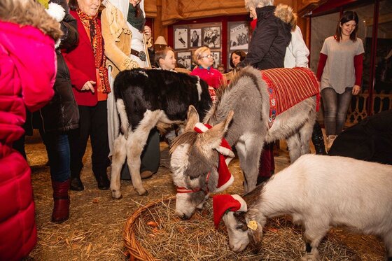 Esel und Ziegen mit Weihnachtsmützen fressen Heu aus einem Korb, umgeben von Menschen.