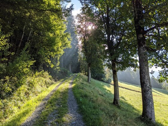 Ein geschotterter Waldweg führt zwischen einer Baumreihe und einer Wiese entlang.