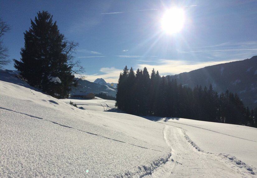 Winterlandschaft Bichlach Verschneite Winterlandschaft mit einer präparierten Loipe, Nadelbäumen und strahlendem Sonnenschein.