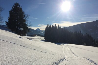 Winterlandschaft Bichlach Verschneite Winterlandschaft mit einer präparierten Loipe, Nadelbäumen und strahlendem Sonnenschein.