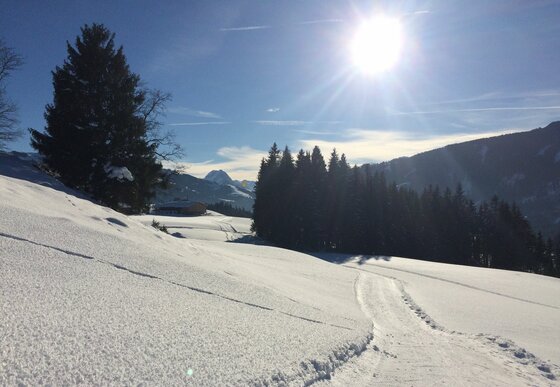 Winterlandschaft Bichlach Verschneite Winterlandschaft mit einer präparierten Loipe, Nadelbäumen und strahlendem Sonnenschein.