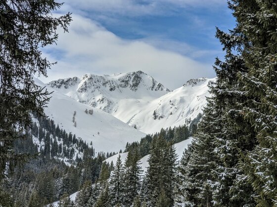 Winterpanorama bei der Trattenbachalm Blick durch Nadelbäume auf schneebedeckte Berggipfel unter blauem Himmel.