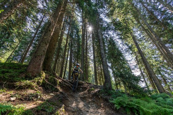 Mountainbiker fährt über eine steile Wurzelpassage auf einem Waldtrail.