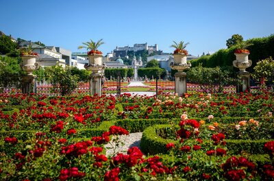 Mirabellgarten mit Festungsblick Blick über rote Rosenbeete im Mirabellgarten auf die Festung Hohensalzburg unter blauem Himmel.
