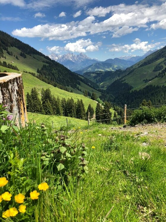 Ausblick vom Pletzergraben Blick über eine Bergwiese mit gelben Blumen in ein bewaldetes Tal mit fernen Berggipfeln unter blauem Himmel.
