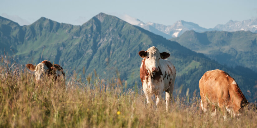 Drei Kühe grasen friedlich auf einer blühenden Wiese, umgeben von majestätischen Bergen im Hintergrund.