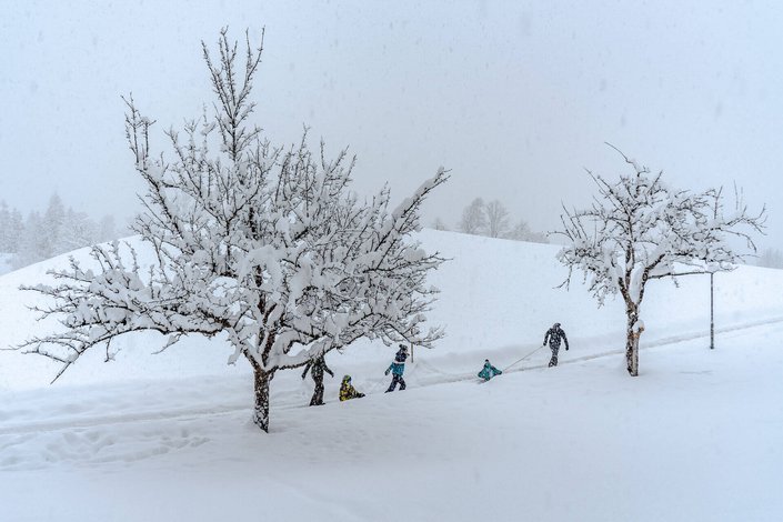 Bäume mit Schnee bedeckt