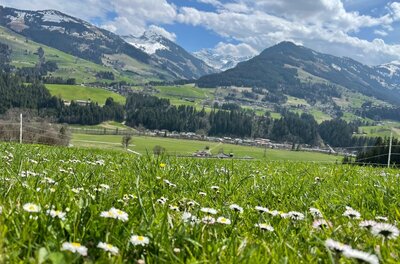 Grüne Wiese mit Gänseblümchen im Vordergrund und schneebedeckten Bergen im Hintergrund.