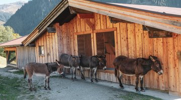 Donkey