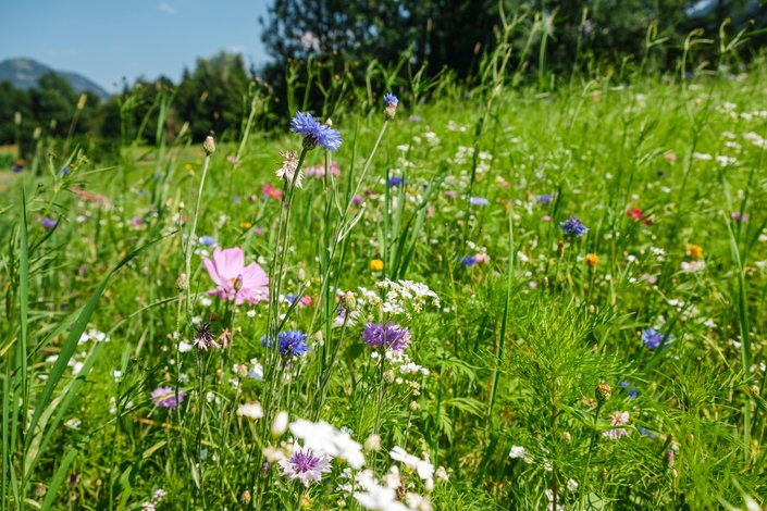 Blumenwiese am Golfplatz Schwarzsee
