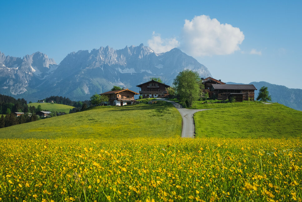 Blühende Wiese mit gelben Blumen vor einem Bauernhaus in Kitzbühel, mit dem Wilden Kaiser im Hintergrund.