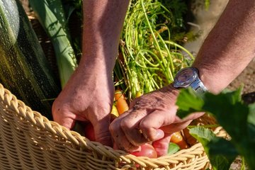frisch geerntetes Gemüse