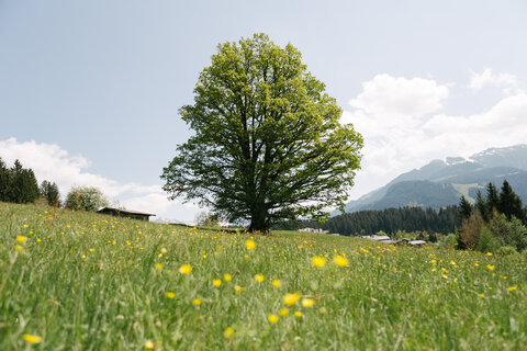 Nature in Kitzbühel Nature in Kitzbühel