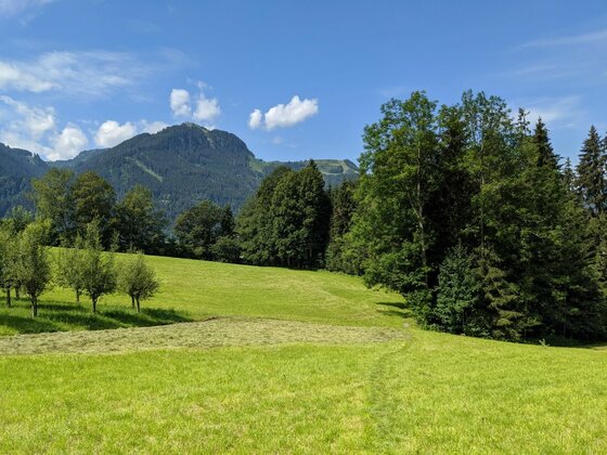 Grüne Wiese mit Obstbäumen und Waldrand vor bewaldeten Bergen unter blauem Himmel.